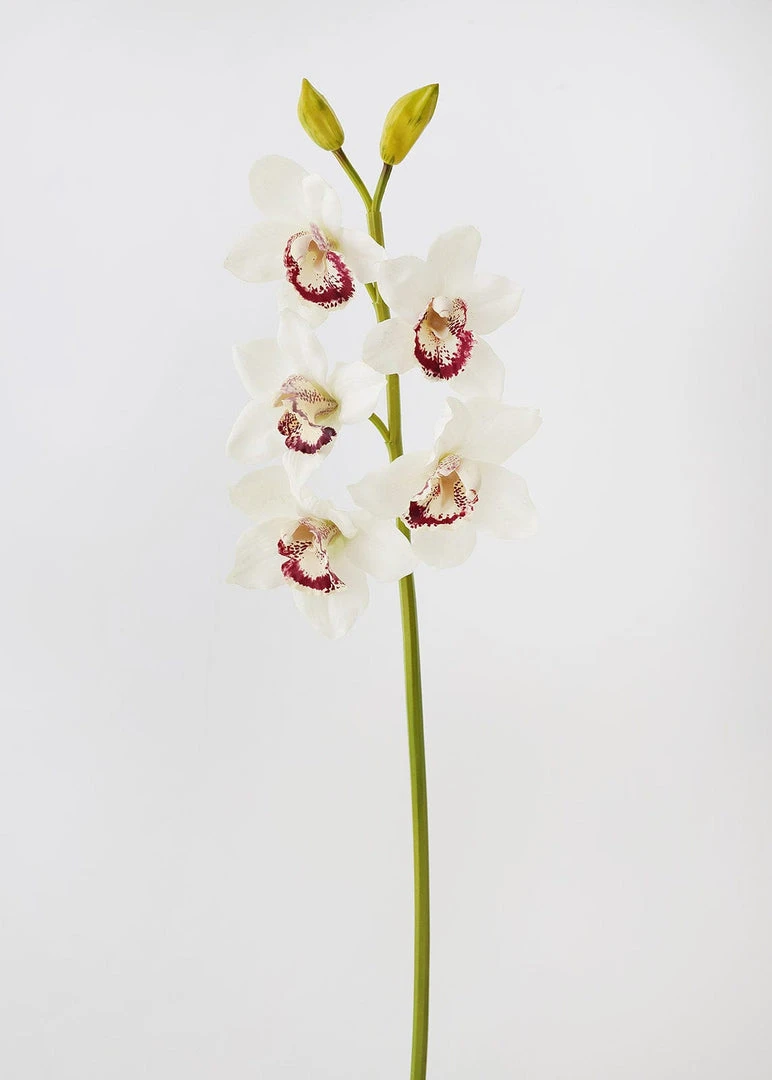 Afloral Cream Burgundy Faux Cymbidium Orchid - 31"