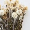 Afloral Dried Flowers Vanilla Cream Dried Helichrysum Everlasting Daisies - 15-22"