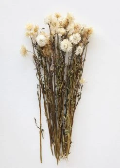 Afloral Dried Flowers Vanilla Cream Dried Helichrysum Everlasting Daisies - 15-22