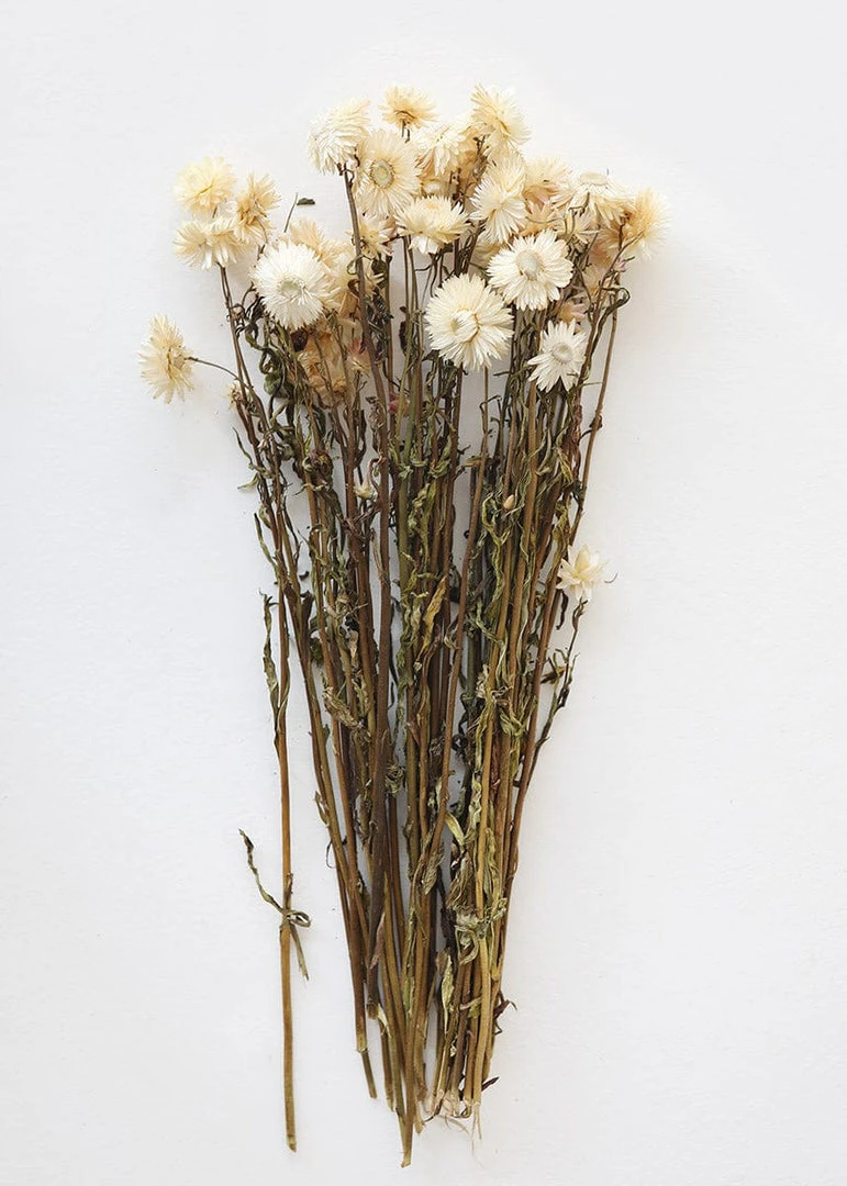 Afloral Dried Flowers Vanilla Cream Dried Helichrysum Everlasting Daisies - 15-22"