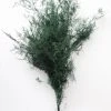 Afloral Dried Flowers Preserved Greenery Asparagus Fern - 22-34"