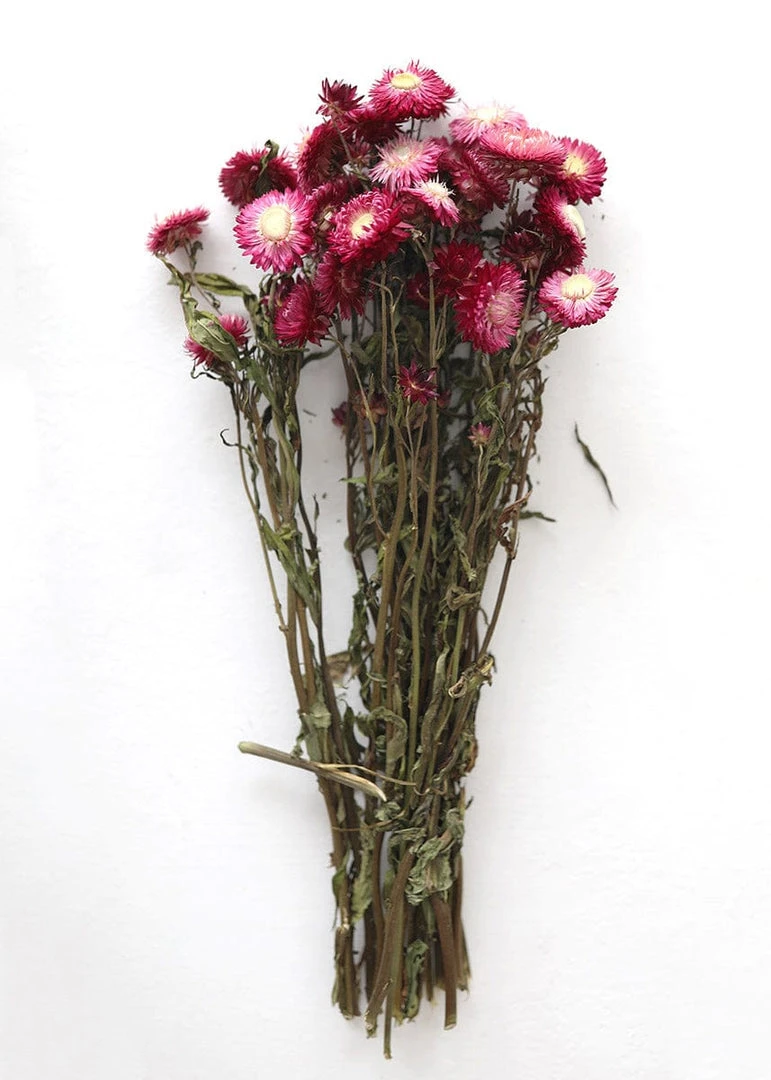 Afloral Dried Flowers Deep Pink Dried Everlasting Daisies - 15-22"