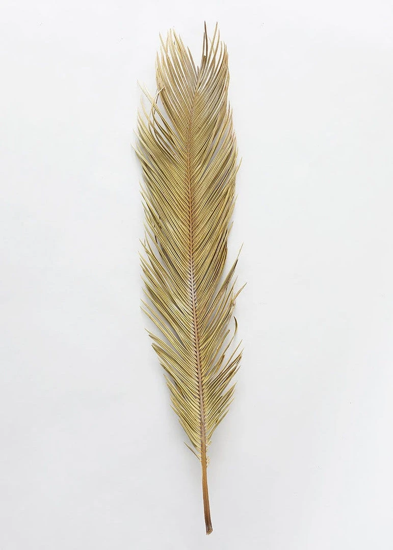 Afloral Bundle Of 3 Natural Cycas Palms - 30-36" Dried Flowers