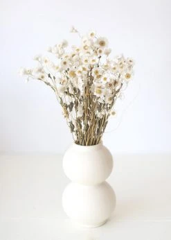 Afloral White Preserved Rodanthe Flowers - 22-28