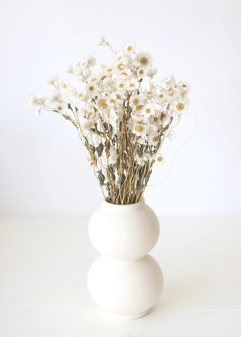 Afloral White Preserved Rodanthe Flowers - 22-28" Dried Flowers