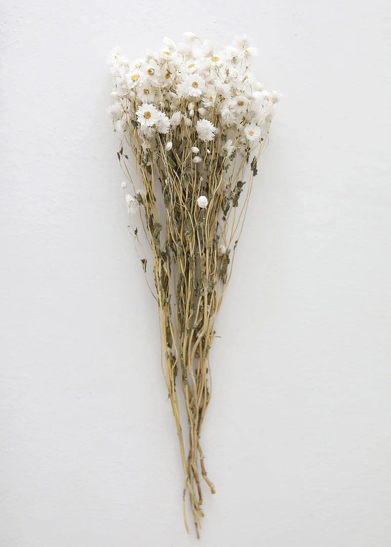 Afloral White Preserved Rodanthe Flowers - 22-28" Dried Flowers