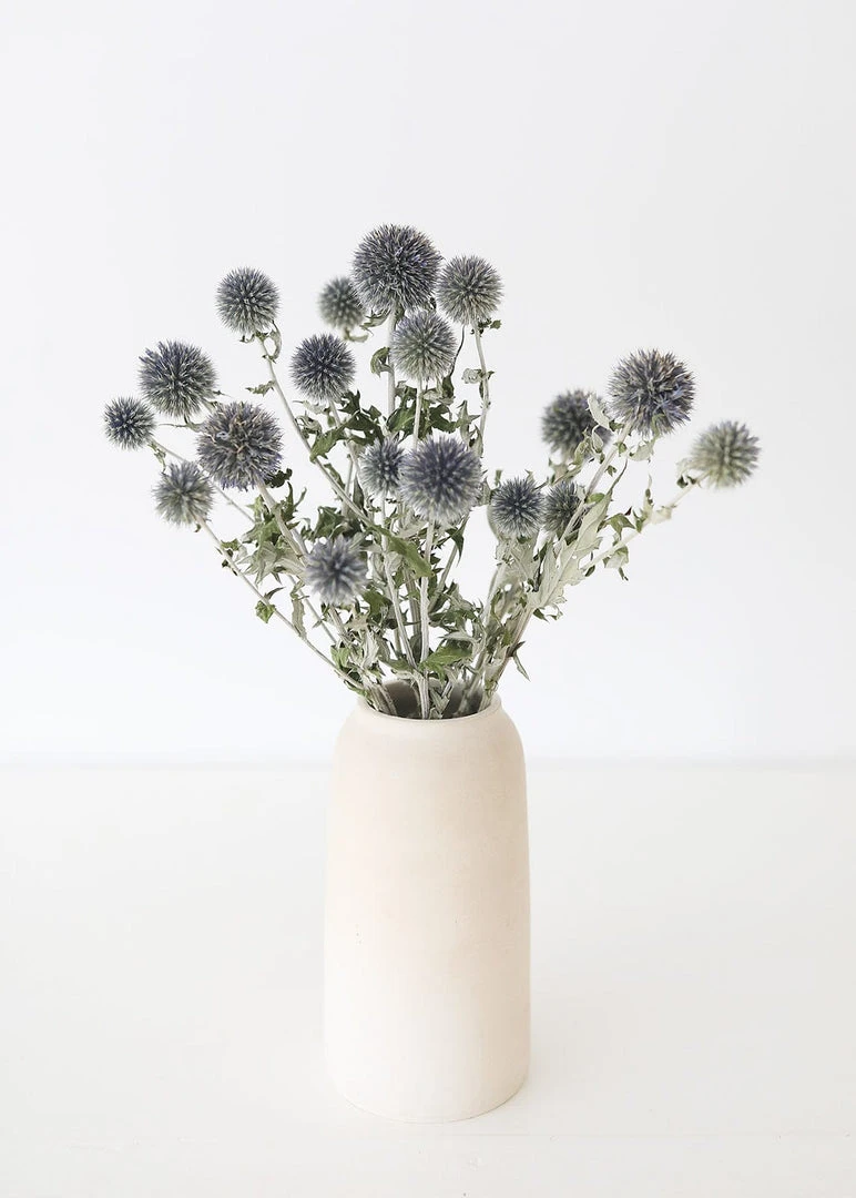 Afloral Dried Flowers Blue Dried Echinops Globe Thistles - 16-22"