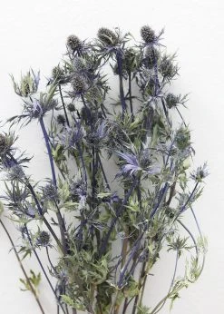 Afloral Dried Flowers Dried Eryngium Sea Holly Flowers - 15-22