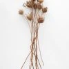Afloral Natural Dried Queen Anne's Lace - 15-26" Dried Flowers