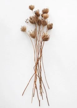 Afloral Natural Dried Queen Anne's Lace - 15-26" Dried Flowers