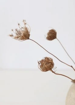 Afloral Natural Dried Queen Anne's Lace - 15-26" Dried Flowers