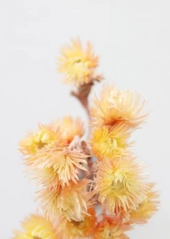 Afloral Dried Peach Silver Daisy Flowers - 10-13"