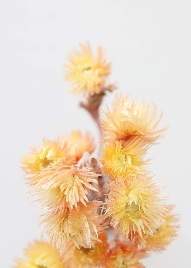 Afloral Dried Peach Silver Daisy Flowers - 10-13"