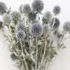Afloral Dried Flowers Blue Dried Echinops Globe Thistles - 16-22"