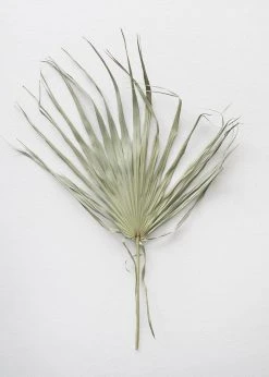 Afloral Bundle Of 5 Large Natural Fan Palms - 26-30" Dried Flowers