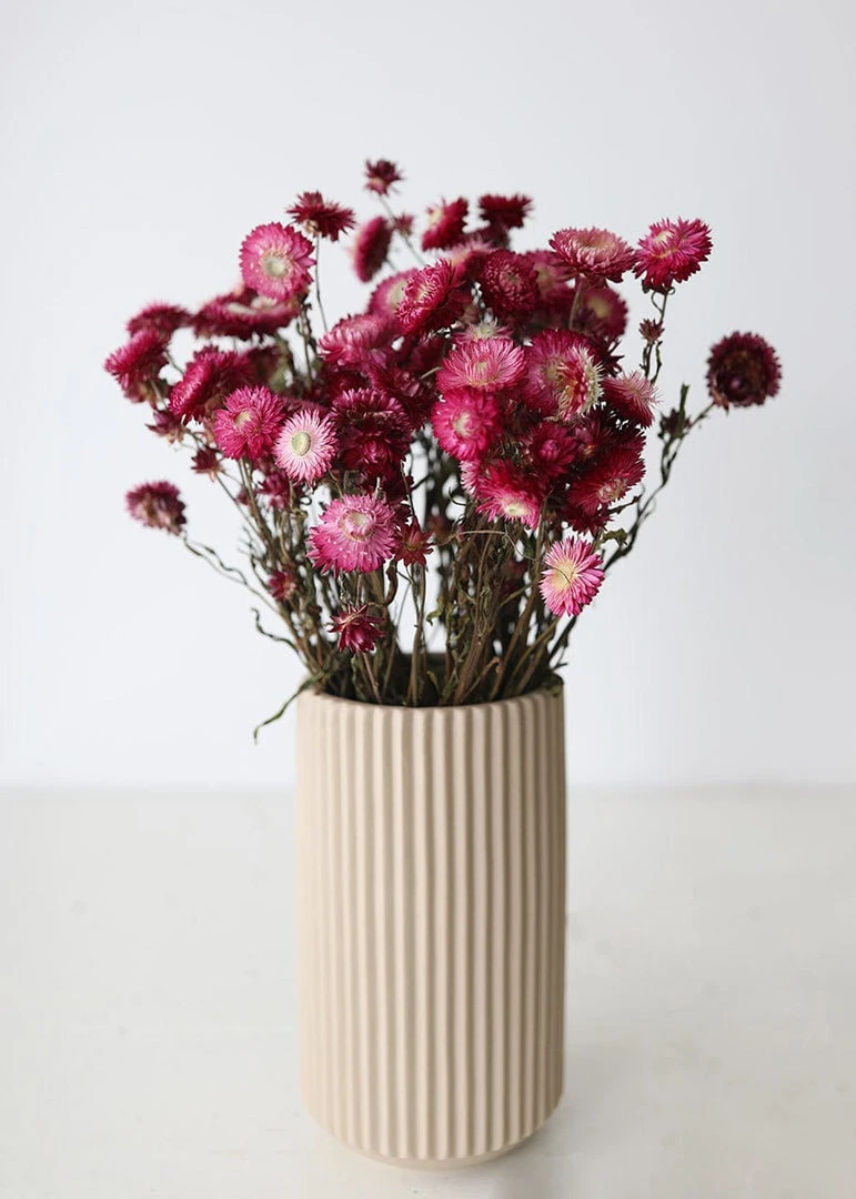 Afloral Dried Flowers Deep Pink Dried Everlasting Daisies - 15-22"
