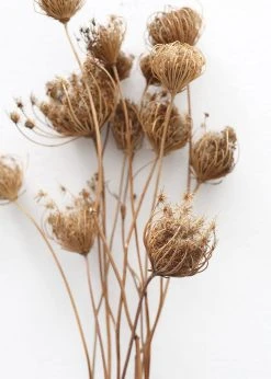Afloral Natural Dried Queen Anne's Lace - 15-26