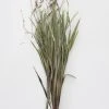 Afloral Dried Orchid Grass With Orange Buds - 22-28" Dried Flowers