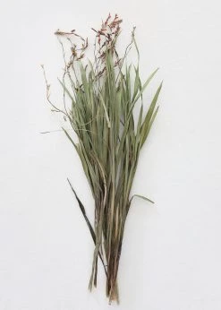 Afloral Dried Orchid Grass With Orange Buds - 22-28" Dried Flowers