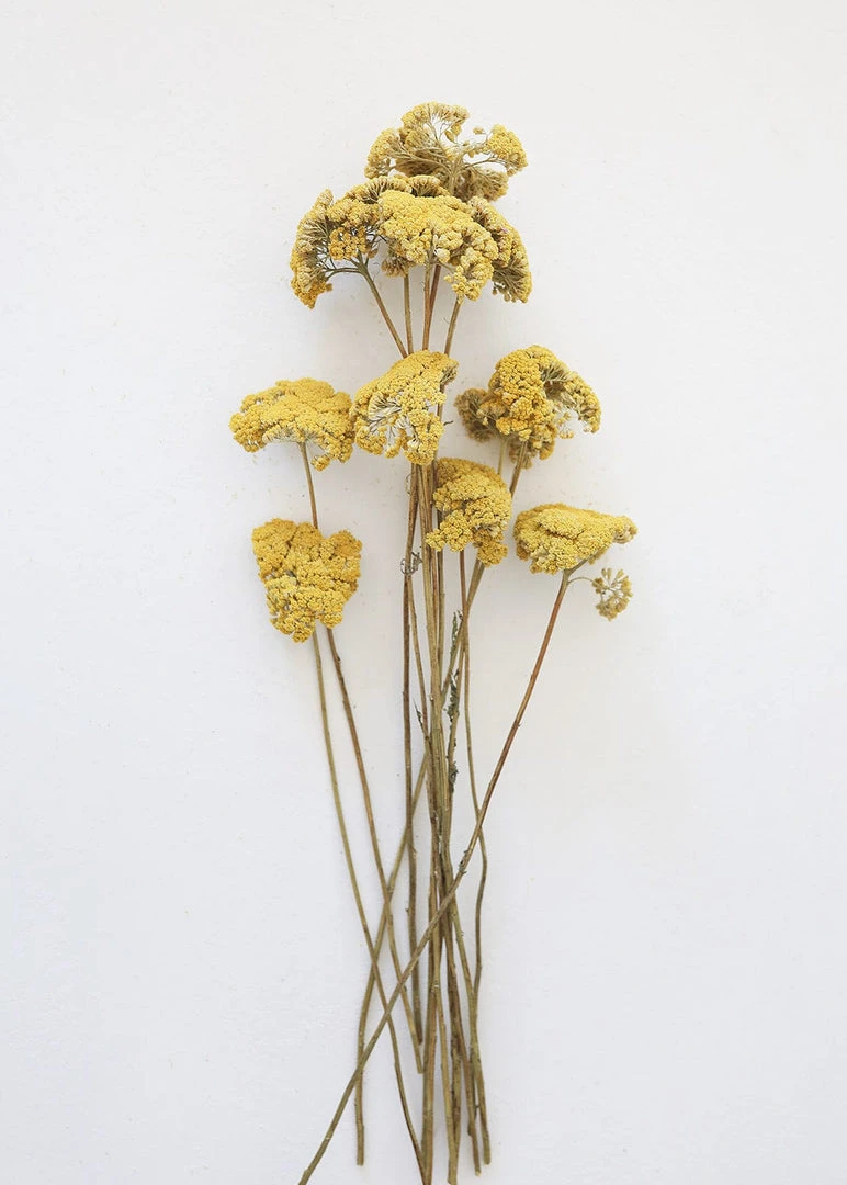 Afloral Dried Natural Yarrow Flowers - 18-24" Dried Flowers