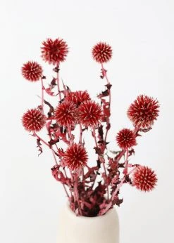 Afloral Dried Flowers Burgundy Dried Echinops Thistle Flowers - 18-28