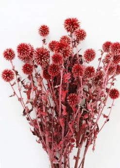 Afloral Dried Flowers Burgundy Dried Echinops Thistle Flowers - 18-28