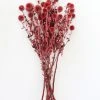 Afloral Dried Flowers Burgundy Dried Echinops Thistle Flowers - 18-28"