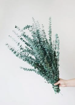 Afloral Dried Flowers Green Preserved Spiral Eucalyptus - 28-30