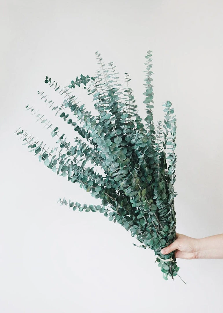 Afloral Dried Flowers Green Preserved Spiral Eucalyptus - 28-30"