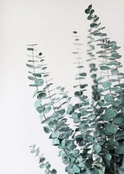 Afloral Dried Flowers Green Preserved Spiral Eucalyptus - 28-30