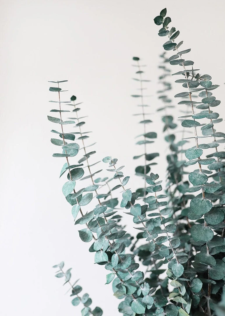 Afloral Dried Flowers Green Preserved Spiral Eucalyptus - 28-30"