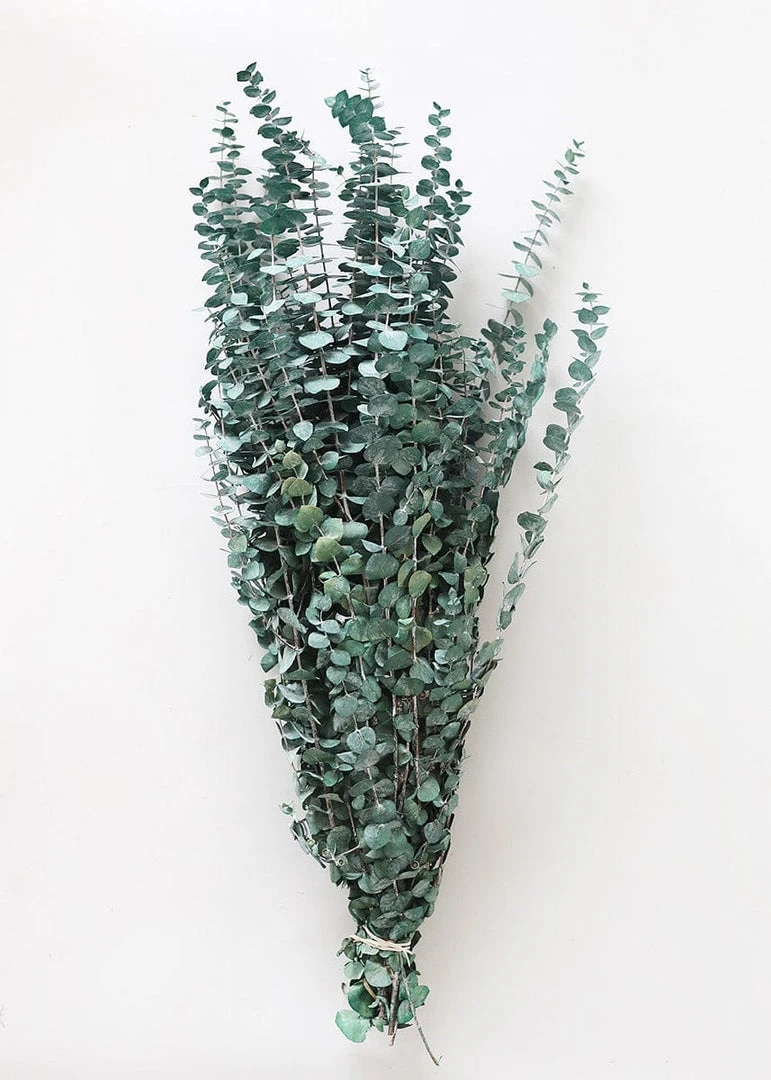 Afloral Dried Flowers Green Preserved Spiral Eucalyptus - 28-30"