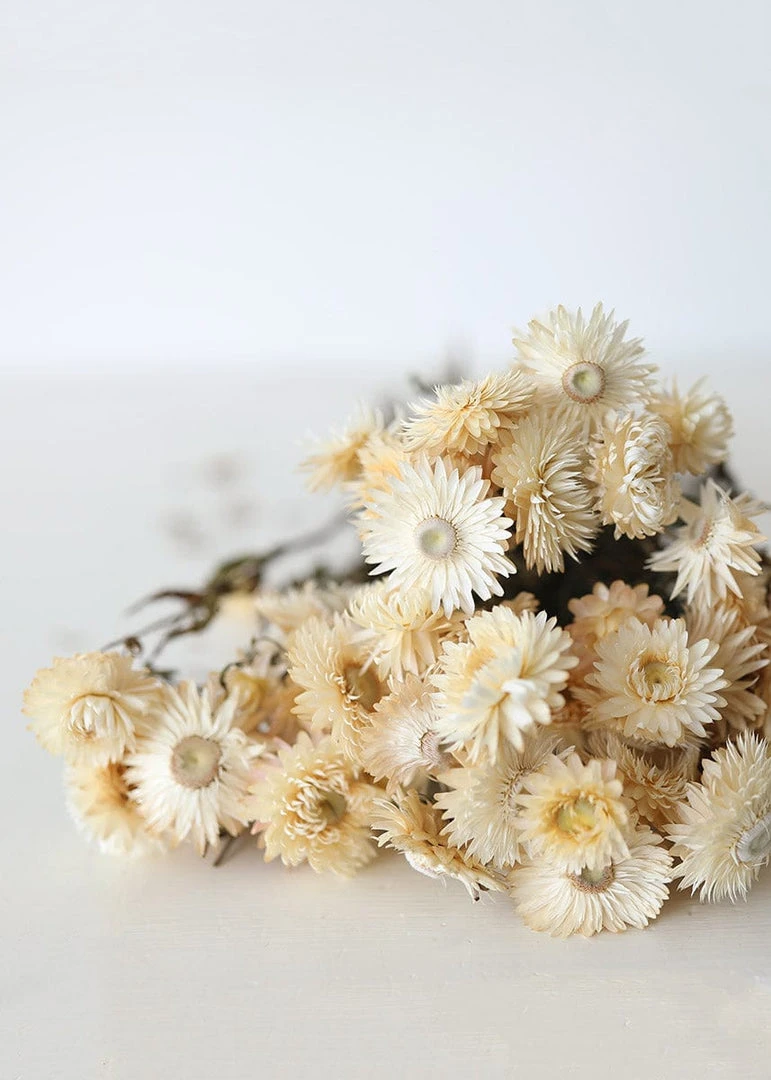 Afloral Dried Flowers Vanilla Cream Dried Helichrysum Everlasting Daisies - 15-22"
