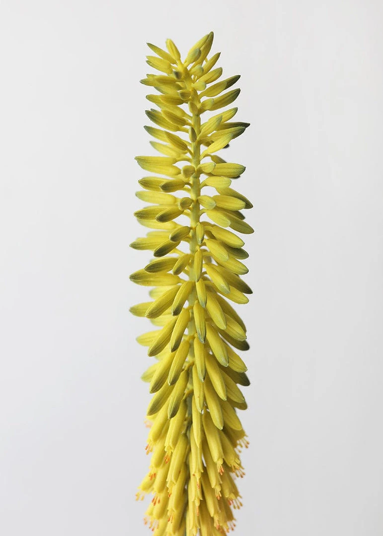 Afloral Green Yellow Fake Flower Agave Bloom - 34.25" Artificial Flowers