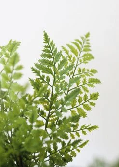 Afloral Fake Lace Fern UV Protected Real Touch Plant - 19