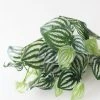 Afloral Artificial Natural Touch Watermelon Peperomia Plant - 13"