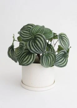 Afloral Speckled Ceramic Pot With Saucer - 5.5"