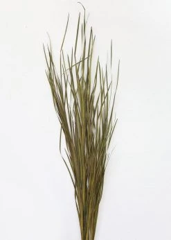 Afloral Preserved Green Wild Grass - 45-55"
