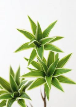 Afloral Variegated Fake Dracaena Succulent - 30" Artificial Plants