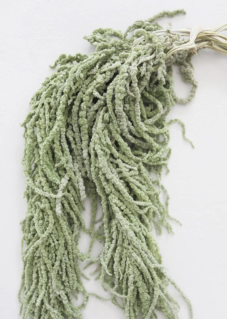 Afloral Green Preserved Amaranthus Hanging Flowers - 32-40" Dried Flowers