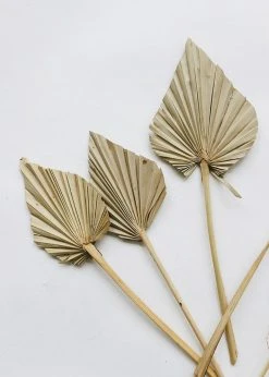 Afloral.com Bundle Of 5 Afloral Natural Mini Palm Spears - 16-22