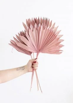 Afloral.com Bundle Of 5 Afloral Desert Pink Sun Palms - 18-24