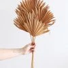 Afloral.com Bundle Of 5 Afloral Terracotta Sun Palms - 14-20" Dried Flowers