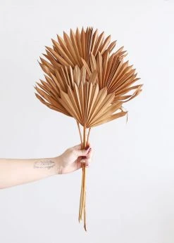 Afloral.com Bundle Of 5 Afloral Terracotta Sun Palms - 14-20" Dried Flowers