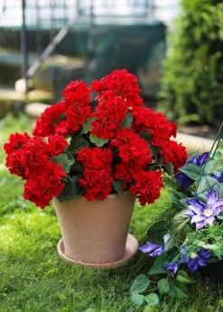 Afloral UV Protected Indoor/Outdoor Artificial Geraniums - 18