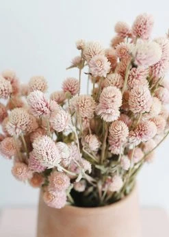 Afloral Dried Flowers Air-Dried Globe Amaranth In Pink - 14-18"
