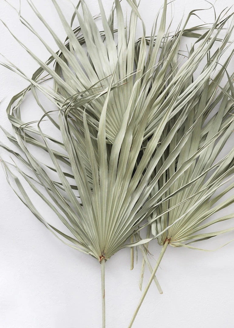 Afloral Bundle Of 5 Large Natural Fan Palms - 26-30" Dried Flowers