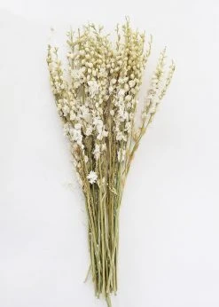 Afloral Cream Dried Larkspur Wildflowers - 23-26" Dried Flowers