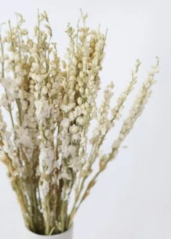 Afloral Cream Dried Larkspur Wildflowers - 23-26" Dried Flowers