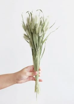 Afloral Natural Green Dried Bunny Tails - 6-16